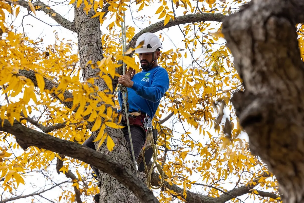 Skilled Tree Trimming crew working in Centreville